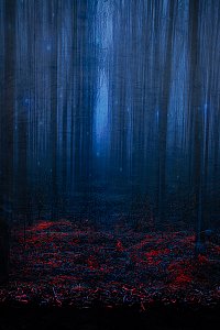 Spooky Forest.jpg